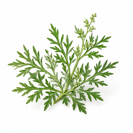 Armoise Essential Oil bottle with fresh armoise leaves and natural botanical elements on a clean white background - second image