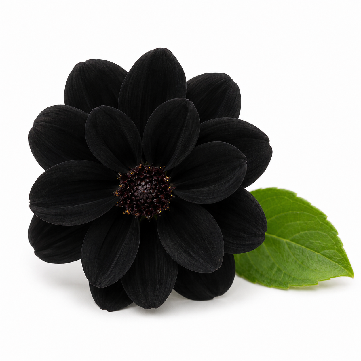 Black Flower Fragrance Oil with an exotic floral and sophisticated aroma, offering rich blooming flower notes and a long-lasting scent ideal for candles, soaps, perfumes, and personal care products.