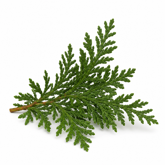 Cypress evergreen branch on a white background - second image