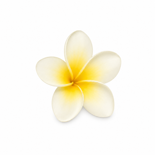 Fresh frangipani flowers with soft white petals and yellow centers arranged on a clean white background, tropical botanical ingredient for natural skincare and aromatherapy products. - second image