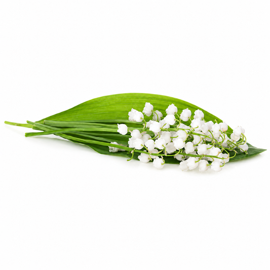 Lily Of The Valley Fragrance Oil - second image