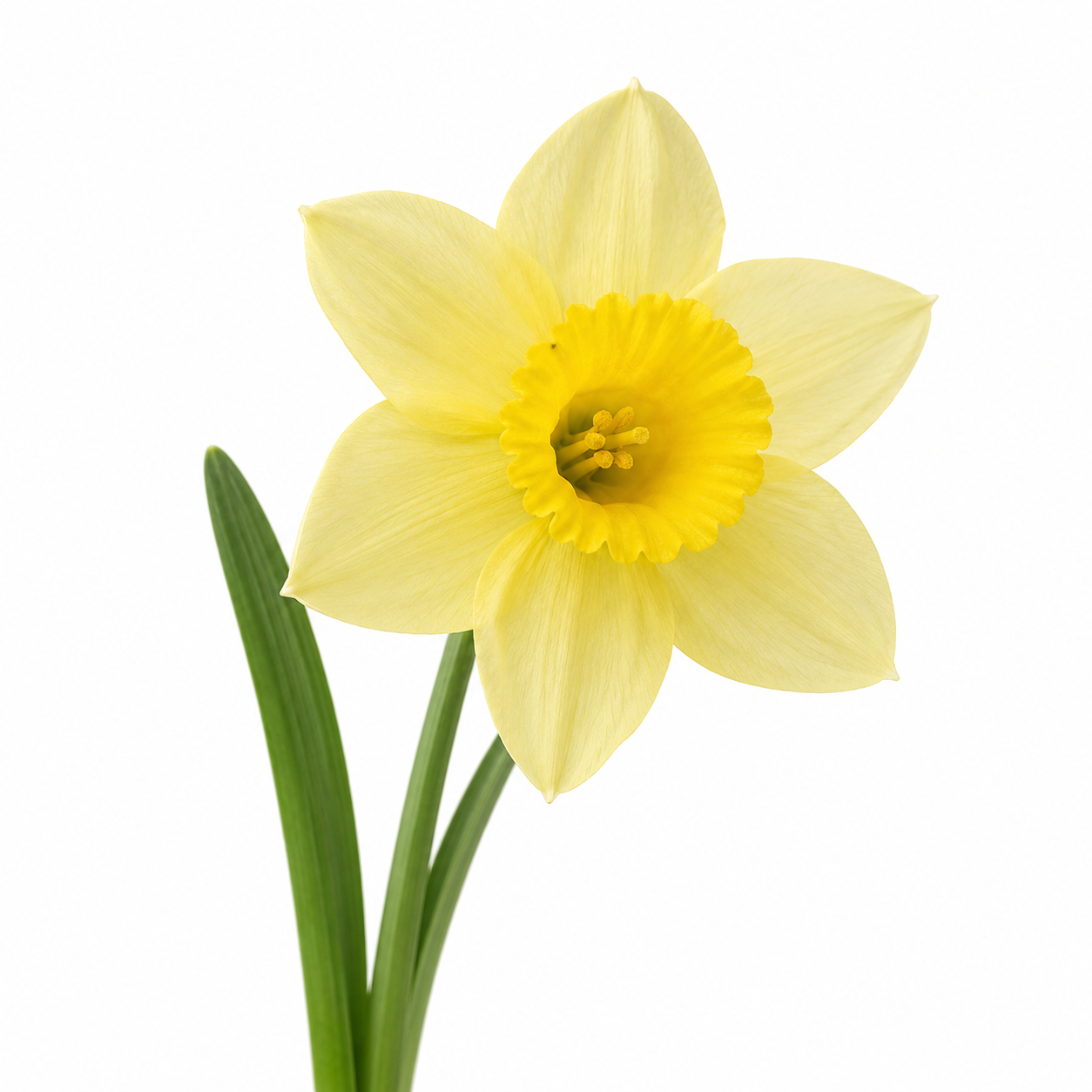 Nargis Fragrance Oil with a rich floral and oriental aroma, offering elegant narcissus-inspired notes and a long-lasting scent ideal for candles, soaps, perfumes, and personal care products.