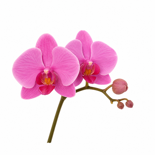 Premium Orchid Flower Fragrance Oil featuring a luxurious floral scent, perfect for soap making, candles, perfumes, and personal care products. - second image