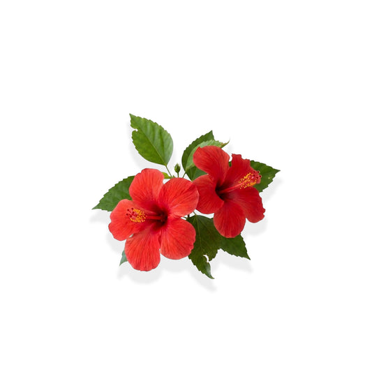 Fresh blooming hibiscus flower with vibrant petals isolated on white background - second image