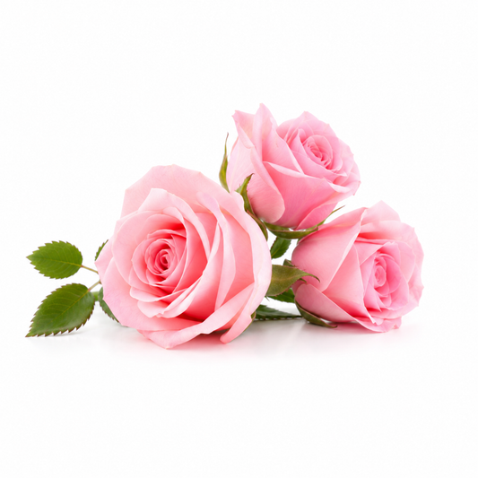Three pink roses with green leaves on white background - second image