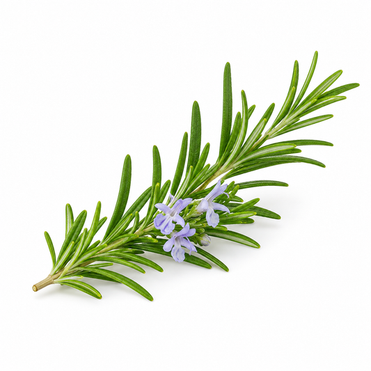 Rosemary Fragrance Oil with a fresh herbal and aromatic aroma, inspired by natural rosemary leaves for a clean, uplifting, and long-lasting scent ideal for candles, soaps, perfumes, and personal care products. - second image