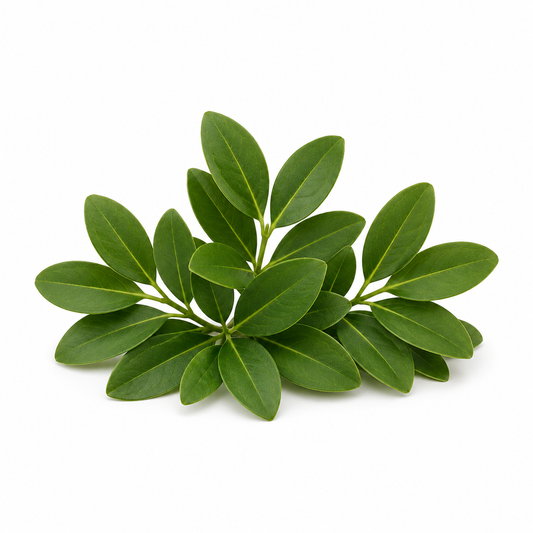 "RV Organica Buchu Essential Oil bottle displayed on a clean background, showcasing pure and natural buchu oil with a fresh, herbaceous, and slightly minty aroma, ideal for aromatherapy, wellness, and fragrance applications." - second image