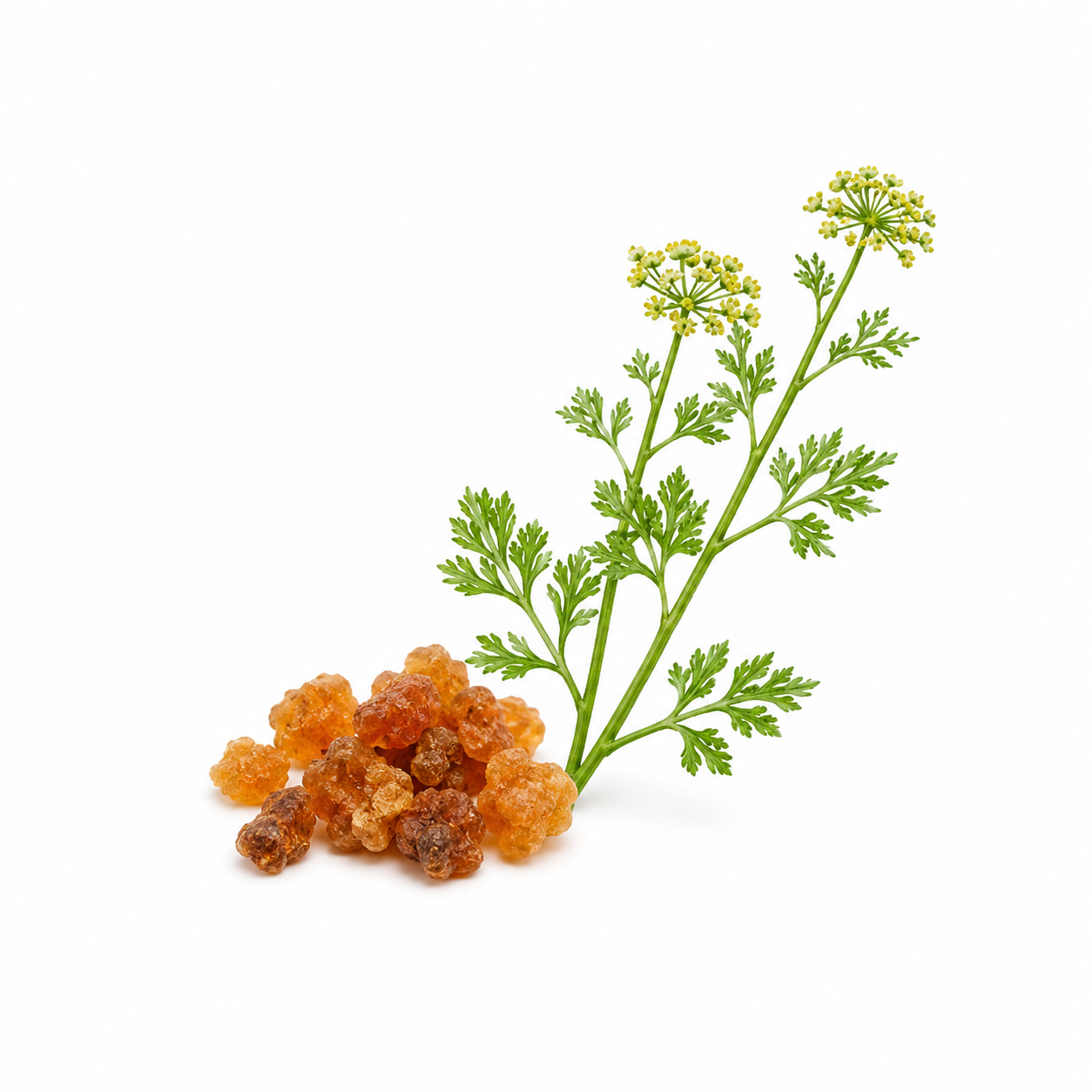 "RV Organica Hing Essential Oil bottle displayed on a clean background, showcasing pure and natural asafoetida essential oil valued for its distinctive aroma and use in aromatherapy, wellness, and fragrance applications."