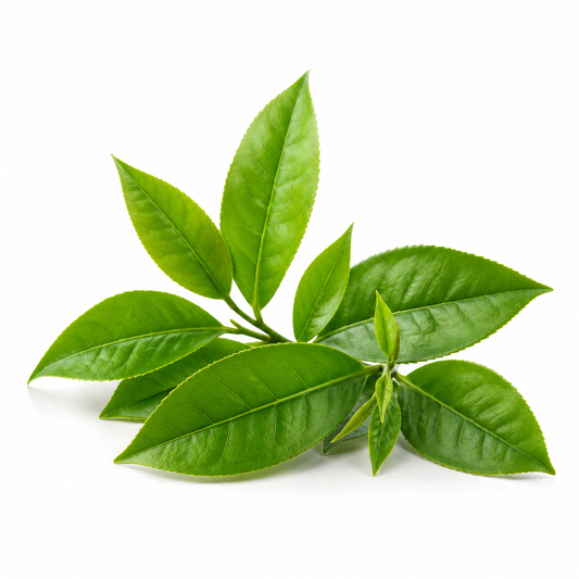 White Tea Fragrance Oil with a fresh delicate and soothing aroma, inspired by premium white tea leaves for a clean, elegant, and long-lasting scent ideal for candles, soaps, perfumes, and personal care products. - second image