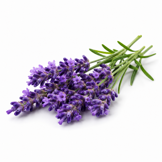 Wild Lavender Fragrance Oil with a soothing floral and herbal aroma, offering calming lavender notes and a long-lasting scent ideal for candles, soaps, perfumes, and personal care products. - second image