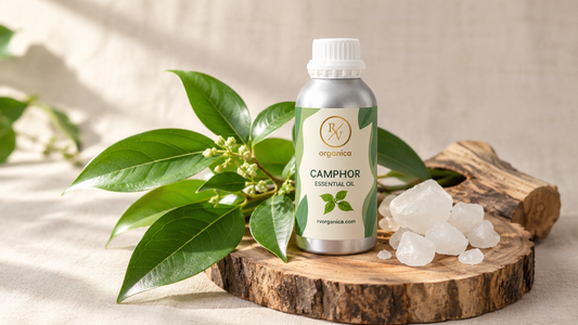 RV Organica Camphor Essential Oil bottle on a camphor wood slice with Cinnamomum camphora leaves and camphor crystals