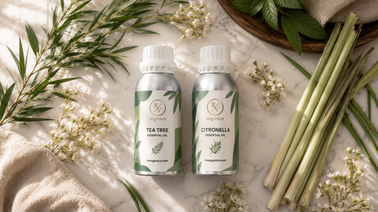 RV Organica Tea Tree and Citronella Essential Oil 100ml bottles flat lay on white marble with fresh lemongrass stalks and white flowers pure essential oils online India
