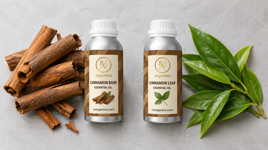 Cinnamon bark essential oil and cinnamon leaf essential oil bottles side by side with cinnamon bark quills on the left and fresh green cinnamon leaves on the right