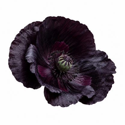 Black Opium Fragrance Oil