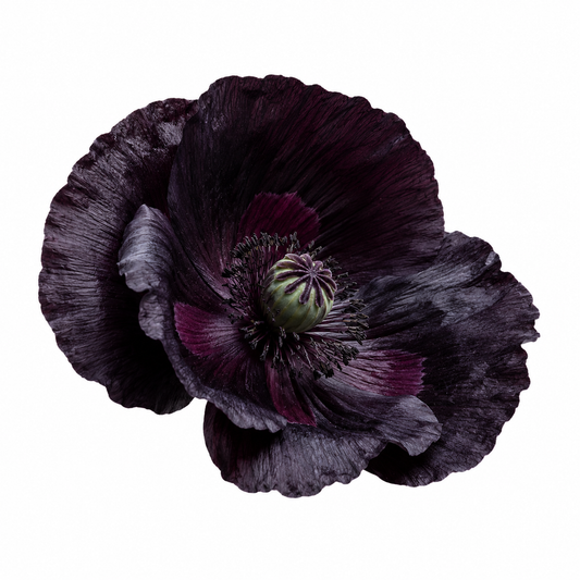 Black Opium Fragrance Oil