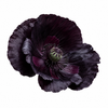 Black Opium Fragrance Oil