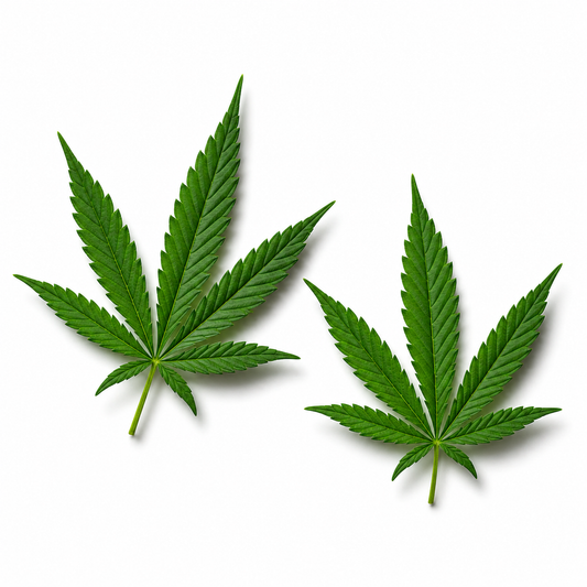 Kush Fragrance Oil
