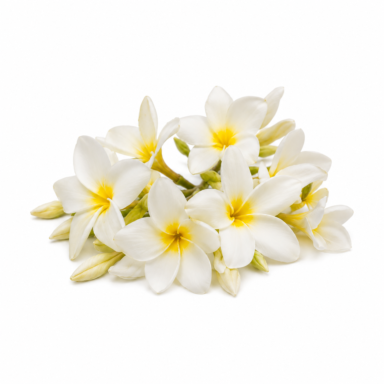 Nag Champa Fragrance Oil