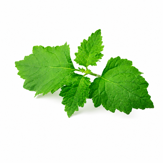 Patchouli Fragrance Oil