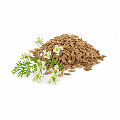 Ajwain Essential Oil bottle with ajwain seeds and fresh green herb leaves on a clean white background