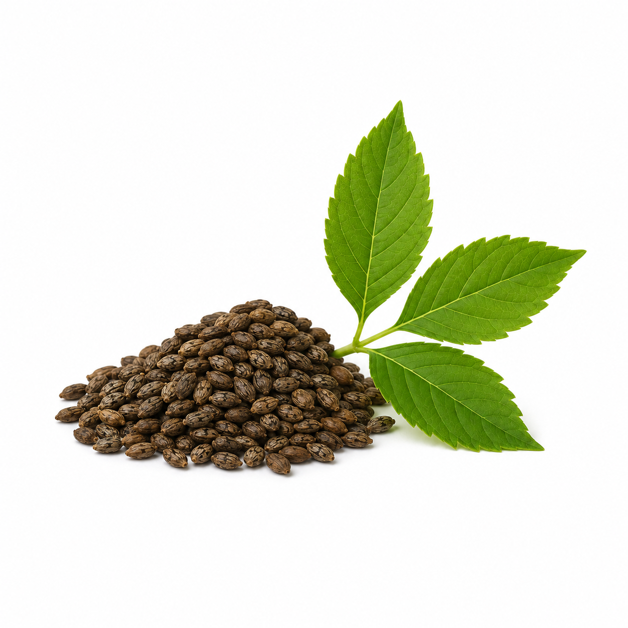Ambrette Seed Essential Oil bottle with ambrette seeds and green botanical leaves on a clean white background