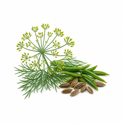 Anethi Essential Oil bottle with fresh dill (anethi) leaves and seeds on a clean white background