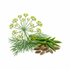 Anethi Essential Oil bottle with fresh dill (anethi) leaves and seeds on a clean white background