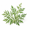 Armoise Essential Oil bottle with fresh armoise leaves and natural botanical elements on a clean white background