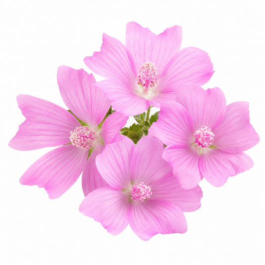 Ayur Musk Fragrance Oil