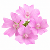 Ayur Musk Fragrance Oil