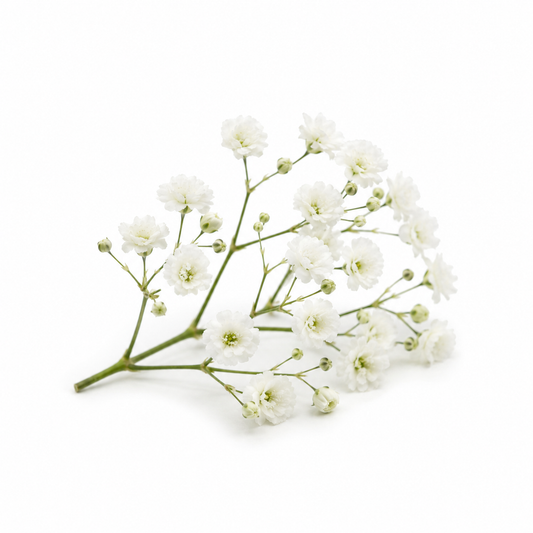 Baby Breath Fragrance Oil with a soft delicate floral aroma, inspired by fresh baby's breath flowers for candles, soaps, perfumes, and personal care products.