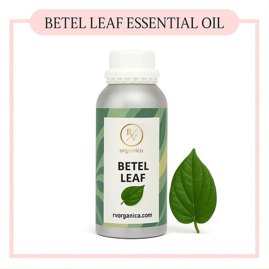 Pure Betel Leaf Essential Oil for aromatherapy and skincare –RV Organica