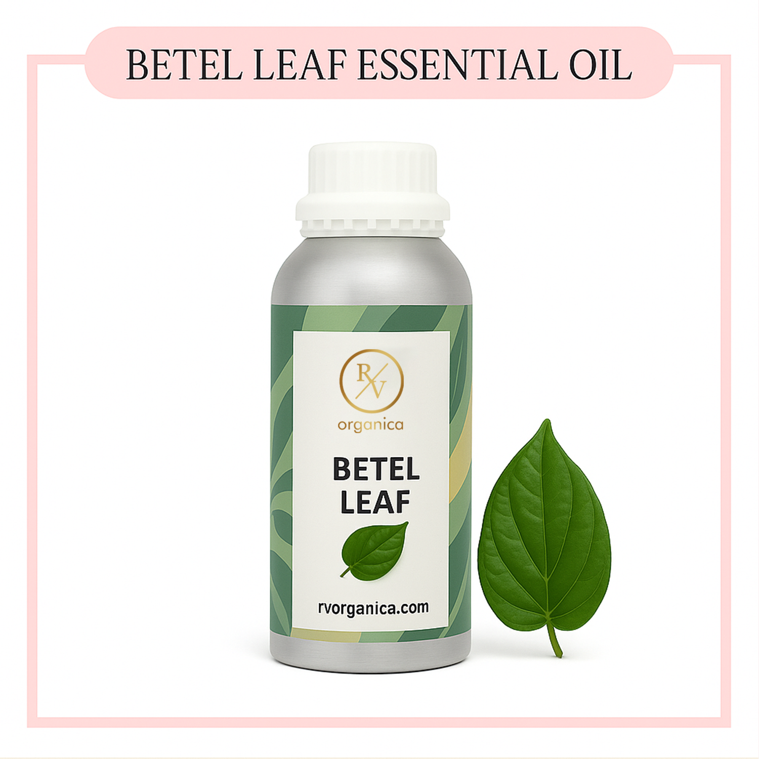 Pure Betel Leaf Essential Oil for aromatherapy and skincare –RV Organica