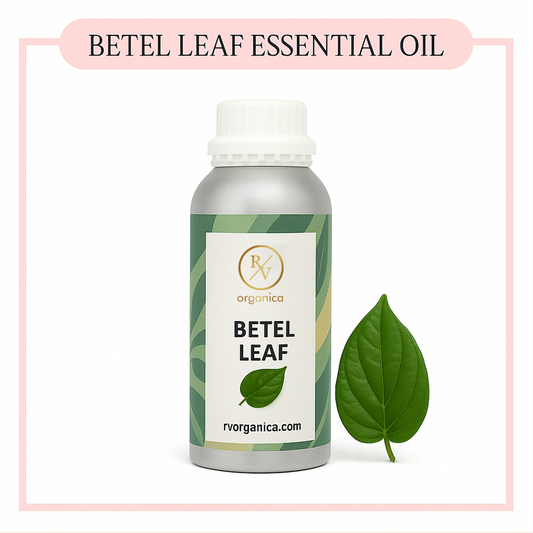Pure Betel Leaf Essential Oil for aromatherapy and skincare –RV Organica
