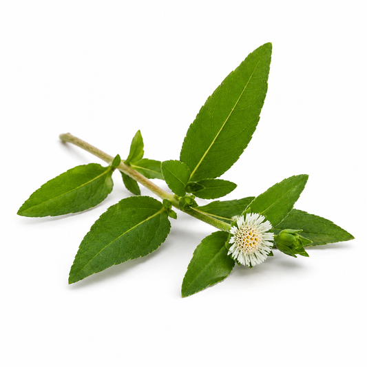 Bhringraj Fragrance Oil
