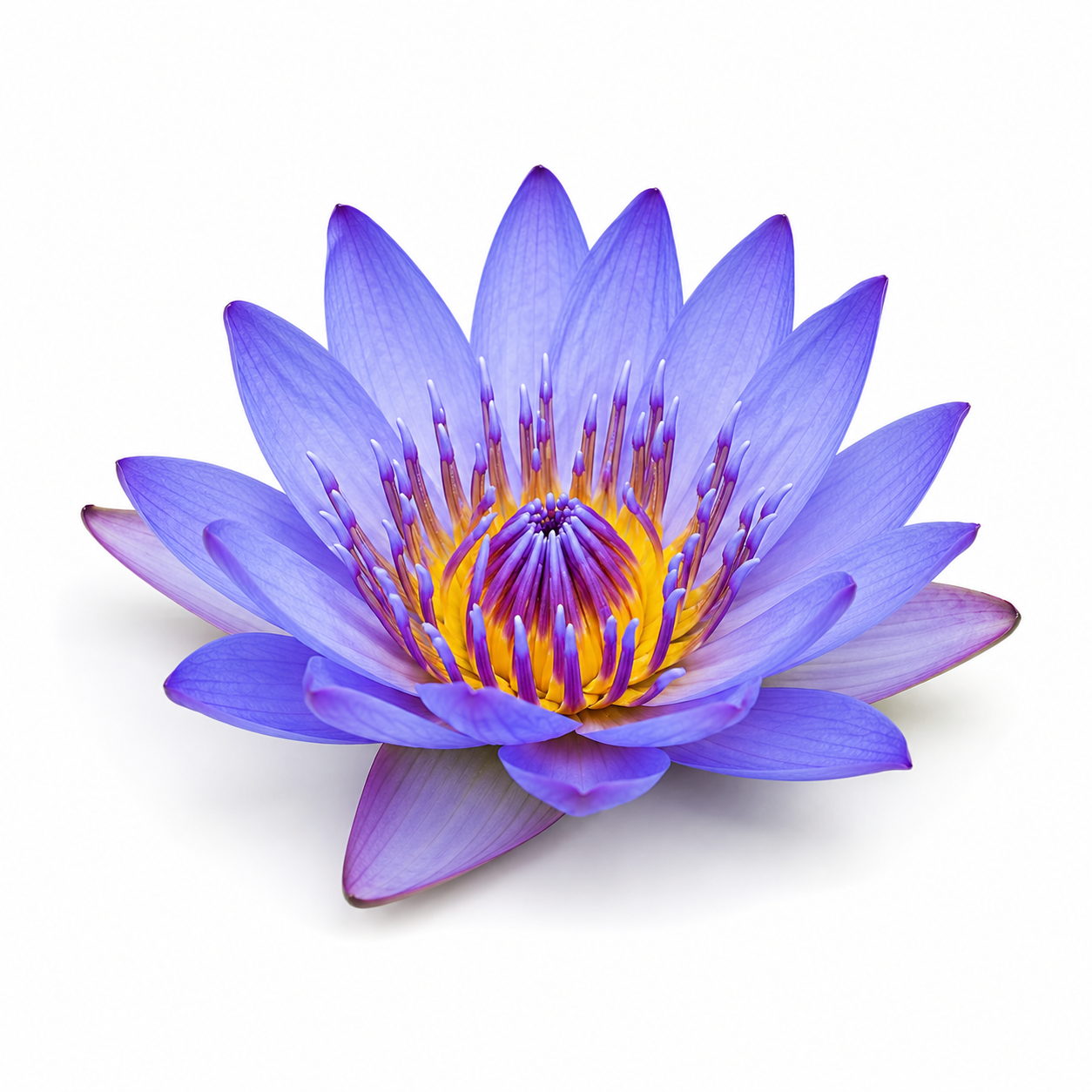 Blue Lotus Essential Oil bottle with vibrant blue lotus flowers and lush green leaves on a clean white background