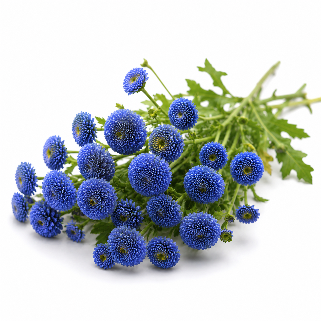 Blue Tansy Essential Oil bottle with vibrant blue tansy flowers and fresh green foliage on a clean white background