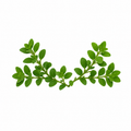 Fresh green boxwood leaves branch isolated on white background for botanical and natural design use.