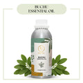 Pure Buchu Essential Oil for aromatherapy and skincare –RV Organica