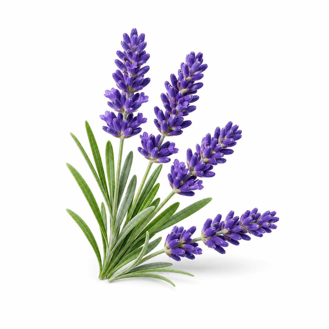 Fresh Bulgarian lavender flowers with natural essential oil for relaxing aromatherapy and wellness product display