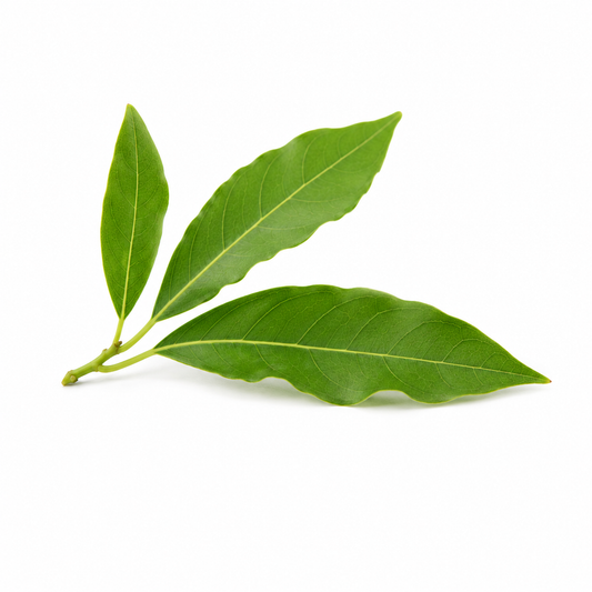 Camphor Fragrance Oil