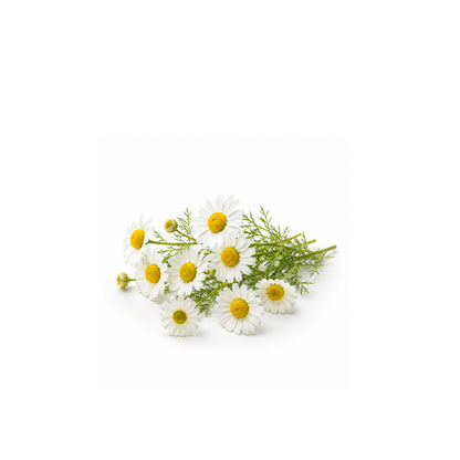 Fresh chamomile flowers with natural essential oil for calming aromatherapy and wellness product display