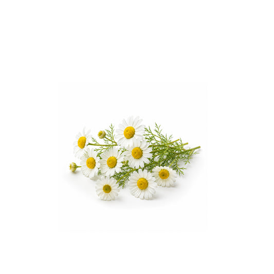 Fresh chamomile flowers with natural essential oil for calming aromatherapy and wellness product display