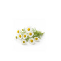 Fresh chamomile flowers with natural essential oil for calming aromatherapy and wellness product display