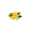 Fresh champaca flowers with natural botanical essence isolated on white background