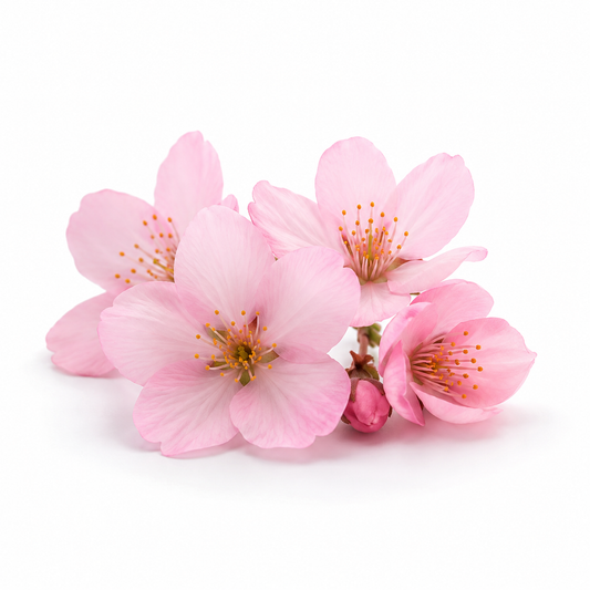 Cherry Blossom Fragrance Oil with a delicate floral and fresh aroma, inspired by blooming cherry blossoms for candles, soaps, perfumes, and personal care products.