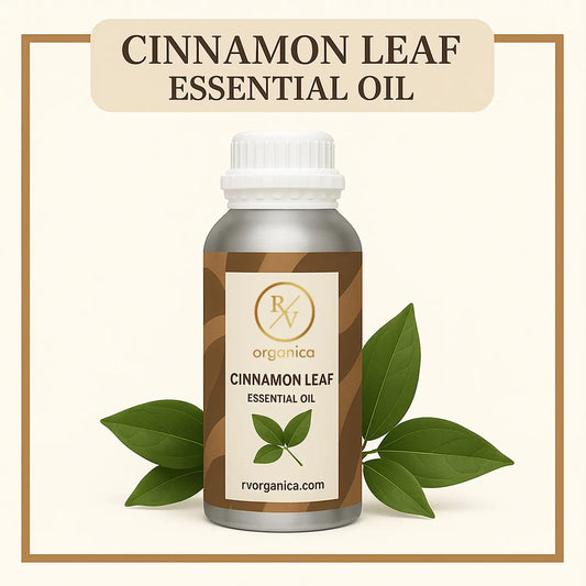 Pure Cinnamon Leaf Essential Oil for aromatherapy and skincare –RV Organica