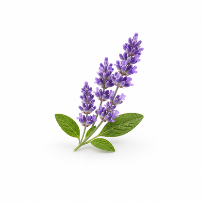 Fresh clary sage leaves and flowers for natural essential oil and herbal aromatherapy product display