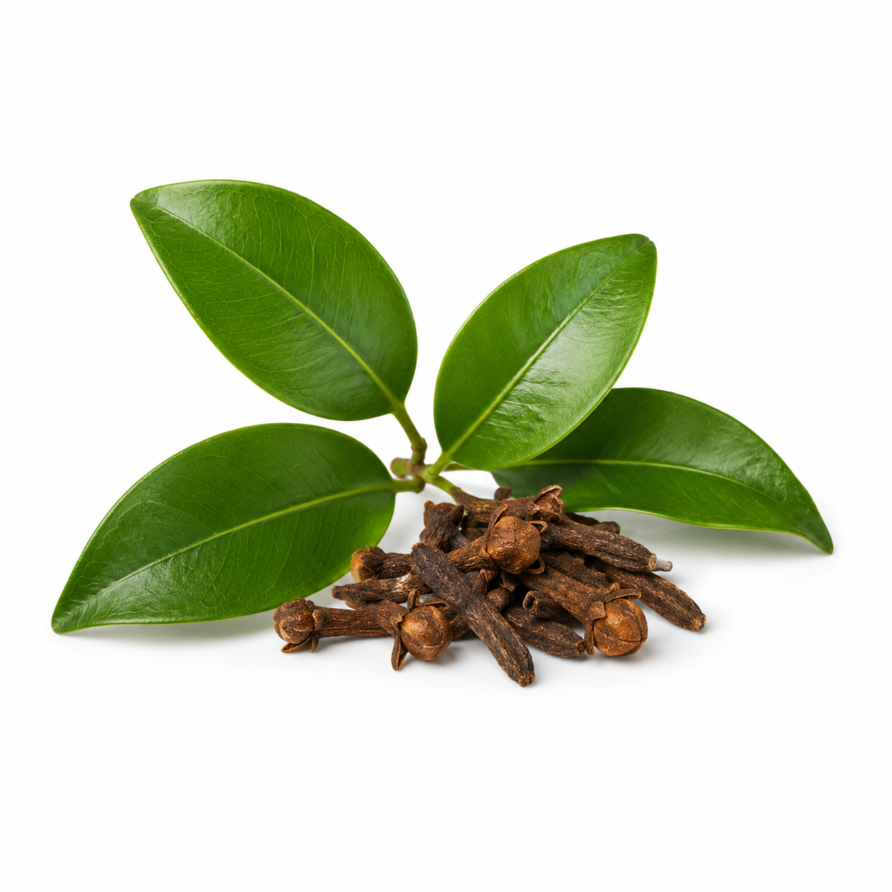 Clove Leaf Essential Oil bottle with fresh clove leaves and dried clove buds on a clean white background