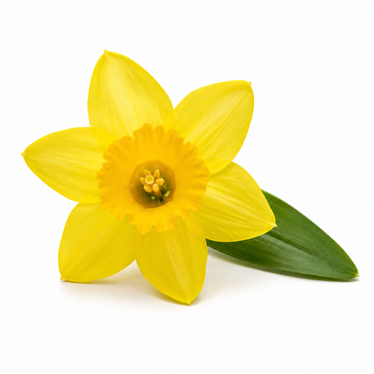Daffodil fragrance oil with fresh floral spring scent, suitable for soaps, candles, skincare, and aromatherapy products - second image
